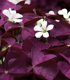 Oxalis triangularis 'Burgundy Wine'